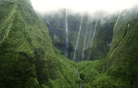 Kauai Forrest